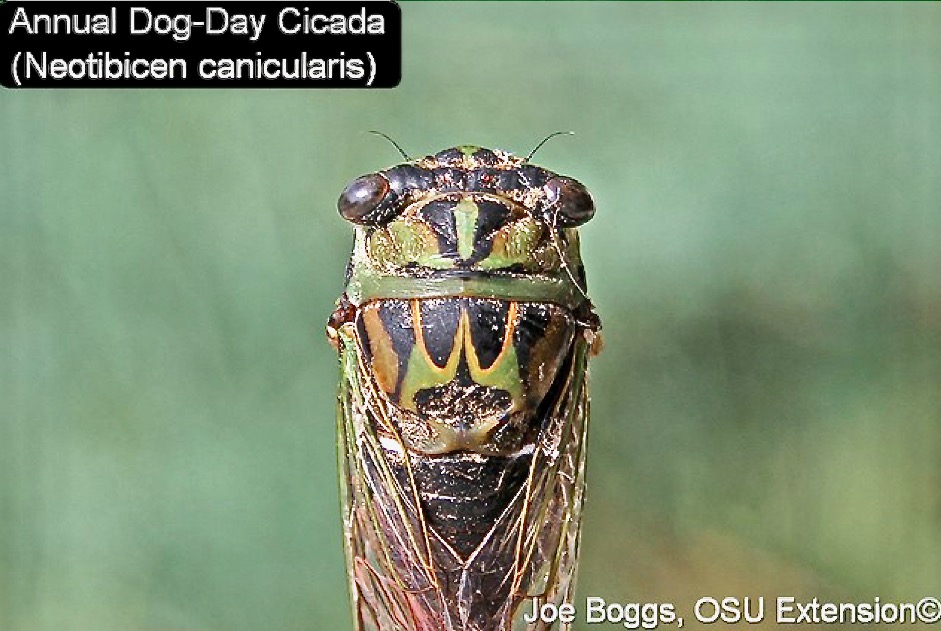 Annual Cicadas and Their Intimidating Wasp Nemesis: Part 1 | News